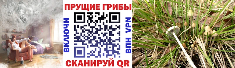 где купить наркотик Тимашёвск Псилоцибиновые грибы прущие грибы